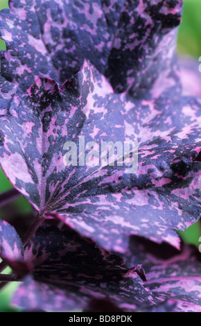 Coral bells Heuchera Midnight Rose Stockfoto