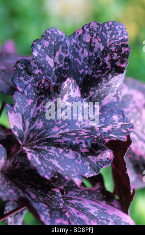 Coral bells Heuchera Midnight Rose Stockfoto