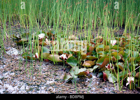 Lilien wachsen unter dem Wasser das Unkraut in ein Tau Teich auf der South Downs Stockfoto