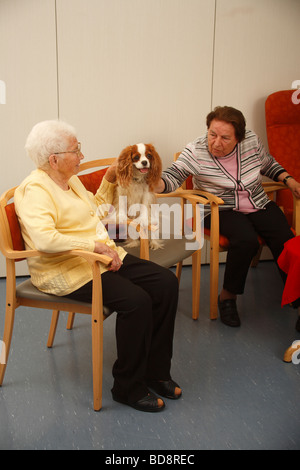 Ältere Frau mit Cavalier King Charles Spaniel Blenheim streicheln, streicheln alte Menschen s home Stockfoto