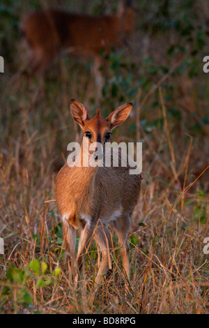 Graue Duiker (Sylvicapra Grimmia). uMkhuze Game Reserve, Kwazulu-Natal, Südafrika. Stockfoto