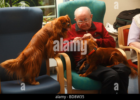 Älterer Mann mit Cavalier King Charles Spaniel Ruby alte Menschen s home Stockfoto