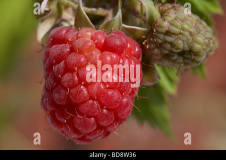 Himbeere Rubus Idaeus europäischen Himbeeren verschiedene Phasen wächst auf einem Strauch in einem Garten in England Stockfoto