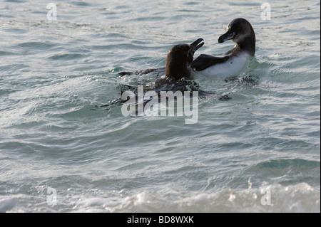 Galápagos-Pinguin (Spheniscus Mendiculus) Sombrero Chino aus südöstlichen Spitze von Santiago Galapagosinseln Ecuador Pazifischen Ozean Stockfoto