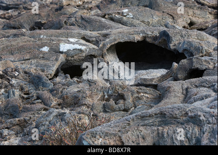 Lavaröhre Sombrero Chino Insel Santiago Galapagos Ecuador Pazifik Südamerika Stockfoto