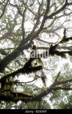 Moos und Epiphyten wachsen auf Bäumen in Monteverde Cloud Forest Reserve, Costa Rica. Stockfoto