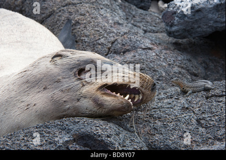 Galapagos-Seelöwe (Zalophus Wollebacki) tot mit Lava Eidechse Sombrero Chino Insel Santiago Galapagos Ecuador Pazifischen Ozean Stockfoto