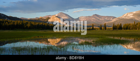 Reflexion des Mount Dana im überfluteten Bereich Tuolumne Meadows Yosemite Nationalpark Kalifornien Stockfoto