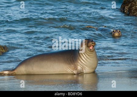 Northern Elephant Seal pup Schleppen am Strand Mirounga leonina angustirostris CA USA, von Dominique Braud/Dembinsky Foto Assoc Stockfoto