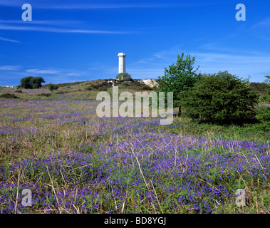 Portesham - Hardy Monument auf Blackdown Hügel umgeben von Glockenblumen Stockfoto