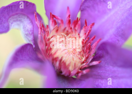 atemberaubende Clematis Kunstfotografie Jane Ann Butler Fotografie JABP536 Stockfoto