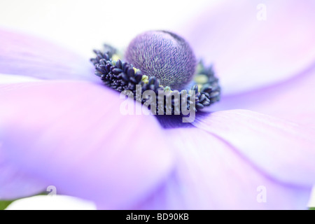 weich und romantisch lila Anemone Blüte auf weißen Kunstfotografie Jane Ann Butler Fotografie JABP530 Stockfoto