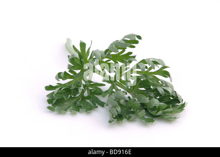 Wermut Wermut 04 Stockfoto