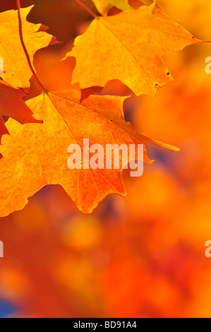 Rot und Orange fallen Ahorn-Baum-Blätter Stockfoto