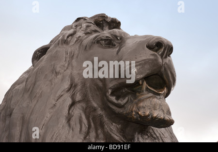 Nahaufnahme eines der 4 bronze-Löwen-Statuen, die die Basis des Nelsons Säule, Trafalgar Square, London bewachen Stockfoto