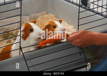 Meerschweinchen in Käfig Karotte Stockfoto