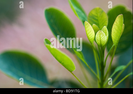 Cotinus coggygria 'Golden Spirit'. Rauch Bush 'Golden Spirit' Blätter Stockfoto