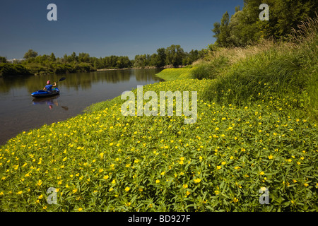 Große Blume Primrose (Ludwigia Grandiflora) entlang des Flusses Allier. Jussies À Grandes Fleurs de Grenze d' Allier. Stockfoto