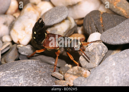 Rove Käfer Staphylinus Caesareus Staphylinidae spannen Schwanzspitze defensiv auf der Suche nach AAS UK Stockfoto