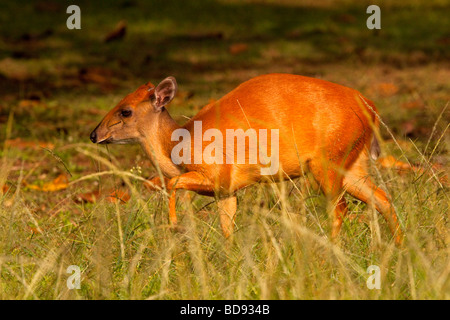 Roten Wald Duiker (Cephalophus Natalensis). Vom Aussterben bedrohte Arten. Umlalazi Naturschutzgebiet, Kwazulu-Natal, Südafrika. Stockfoto