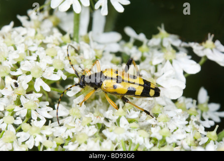 Longhorn Beetle (Strangalia Maculata), Frankreich Stockfoto