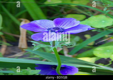 Gartenanemone Mohn Anemone 02 Stockfoto