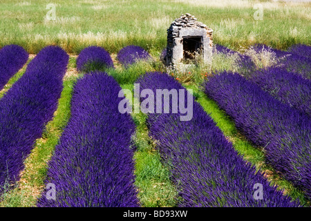 Lavendelfelder in der Nähe von Banon, Provence, Frankreich Stockfoto