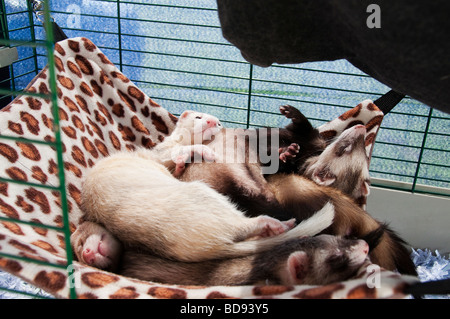 Szenen von Ripley Show 2009, Landwirtschaftsausstellung Stockfoto