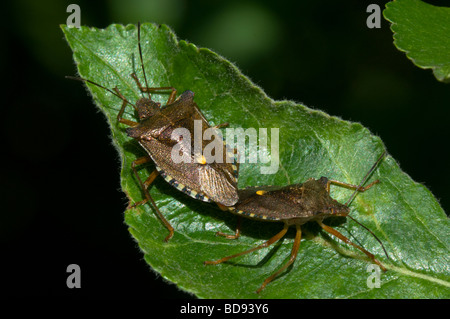 Wald-Bug (Pentatoma Art), UK Stockfoto