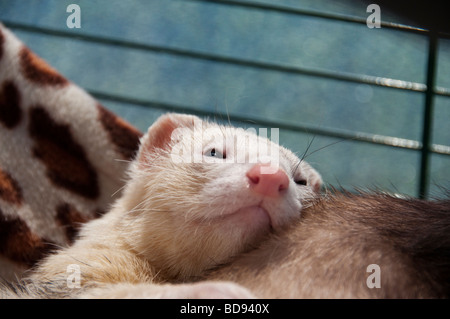 Szenen von Ripley Show 2009, Landwirtschaftsausstellung Stockfoto