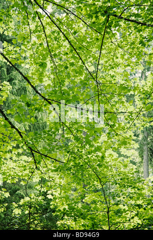 Dappled Sonnenlicht durch Blätter und Bäume in der Nähe von Stockfoto