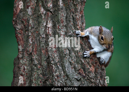 Graue Eichhörnchen Sciurus Carolinensis Regents Park London Juli 2009 Stockfoto