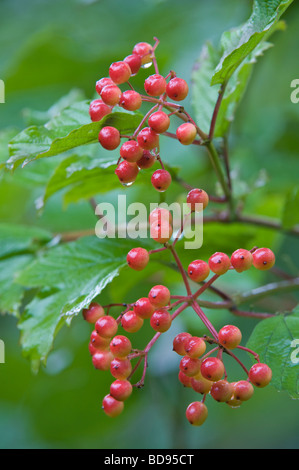 Guelder Rose (Viburnum Opulus) Pflanze mit Früchten im Regen Potteric Carr Yorkshire Wildlife Trust in der Nähe von Doncaster South Yorkshire UK Stockfoto