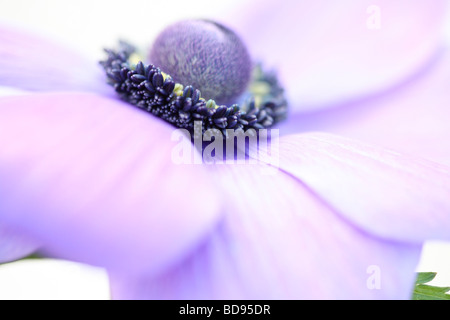 weich und romantisch lila Anemone Blüte auf weißen Kunstfotografie Jane Ann Butler Fotografie JABP531 Stockfoto