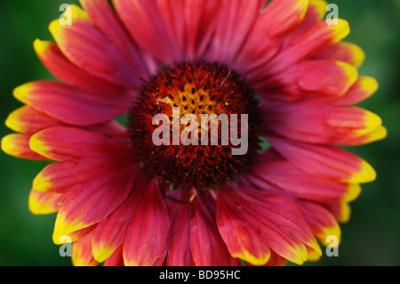 Indische Decke oder Firewheel (Gaillardia Pulchella) Stockfoto