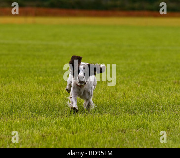 Ein Cocker Spaniel Jagdhund bei der Arbeit in einem Feld in Cornwall. Stockfoto