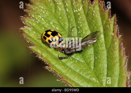 14 Punkt Marienkäfer Propylea 14 Trommler Coccinellidae Fütterung auf eine Fliege UK Stockfoto
