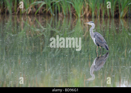 Grey Heron Ardea Cinerea stehend im Wasser Stockfoto