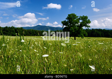 Queen Anne s Lace blüht auf Wiese in Cades Cove im Nationalpark Great Smoky Mountains in Tennessee Stockfoto