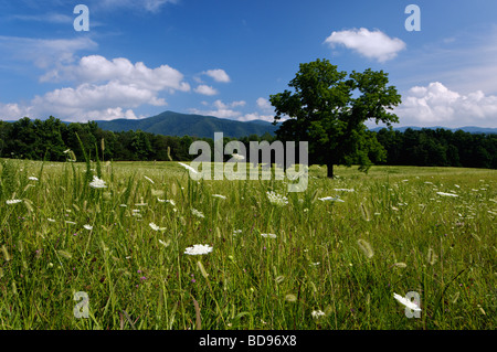 Queen Anne s Lace blüht auf Wiese in Cades Cove im Nationalpark Great Smoky Mountains in Tennessee Stockfoto