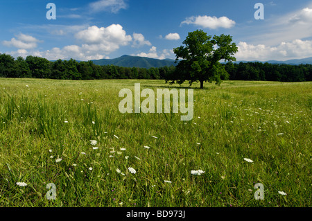 Queen Anne s Lace blüht auf Wiese in Cades Cove im Nationalpark Great Smoky Mountains in Tennessee Stockfoto