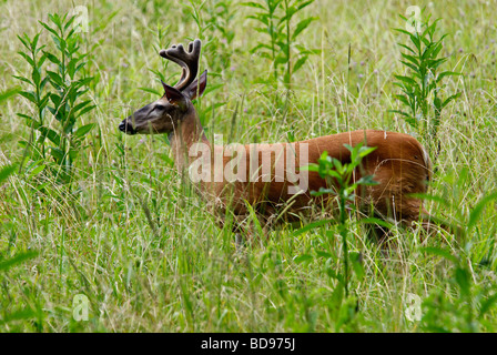 White-tailed Deer Buck mit Geweih in samt auf einer Wiese in Cades Cove im Nationalpark Great Smoky Mountains in Tennessee Stockfoto