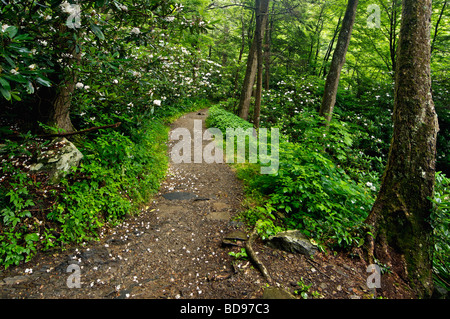 Schornstein-Tops-Wanderweg im Nationalpark Great Smoky Mountains in Tennessee Stockfoto