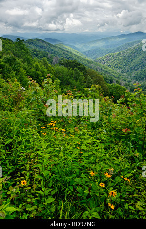 Blick auf Black eyed Susans und der Smoky Mountains in North Carolina Stockfoto