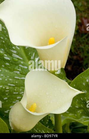 Twin Calla Lilie blüht...  Zwei Regentropfen fallen weiße Calla Lilien gegen ihren gefleckten Blättern. Ottawa, Ontario, Kanada Stockfoto