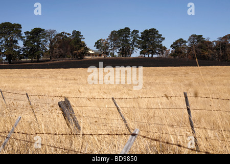 Australische bush Brandschaden, australische Bush fire Nachwirkungen, Post australische Bush Feuer, Stockfoto