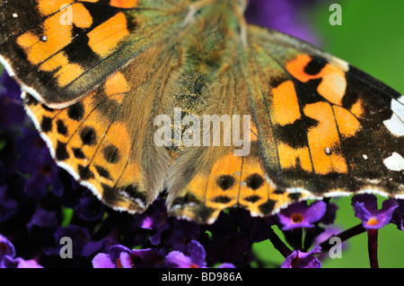 Ein Schmetterling Distelfalter (Vanessa Cardui) auf einer Sommerflieder Blume Stockfoto
