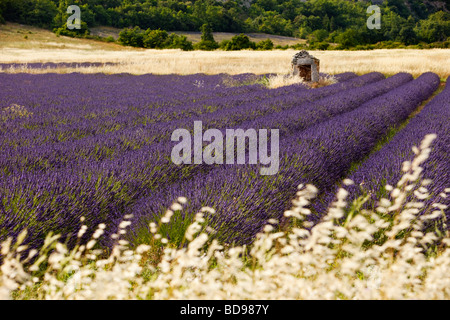 Lavendel-Feld in der Nähe von Simiane-la-Rotonde Stockfoto