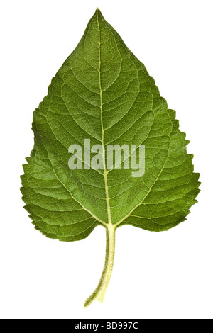 Sonnenblume Blätter auf einer rein weißen Hintergrund isoliert Stockfoto