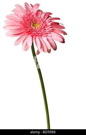 rosa Gänseblümchen auf einer rein weißen Hintergrund isoliert Stockfoto